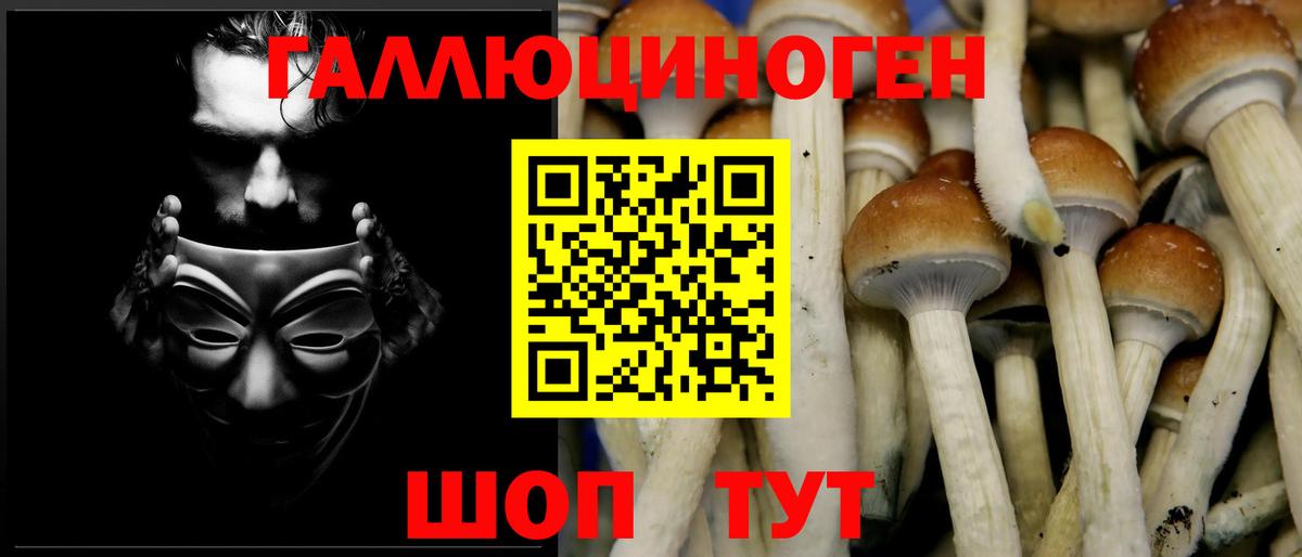 Псилоцибиновые грибы Psilocybe Гай